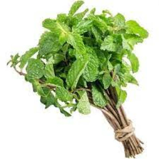 HORTI - VERDURA HORTELA UND