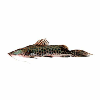 SAMAK - PINTADO INTEIRO KG
