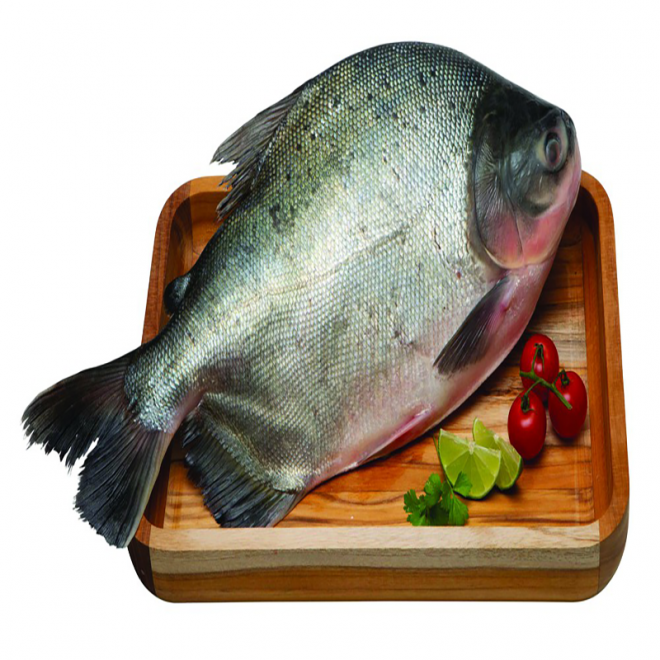 SAMAK - PACU INTEIRO KG